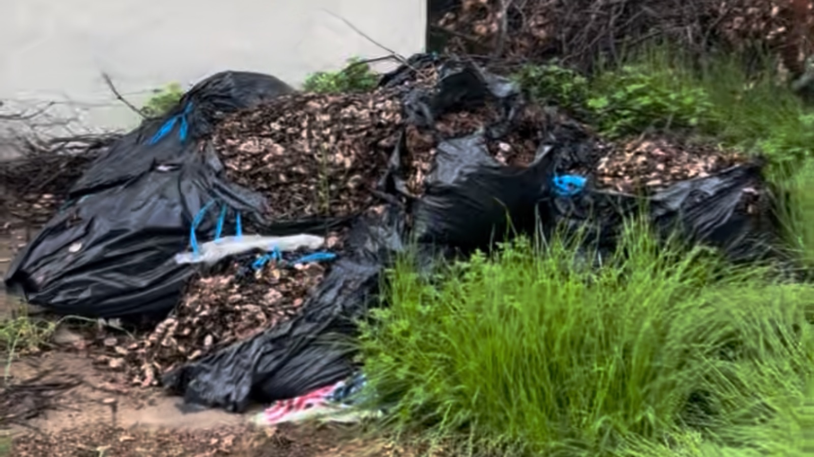 Leaf Removal In Newman, California