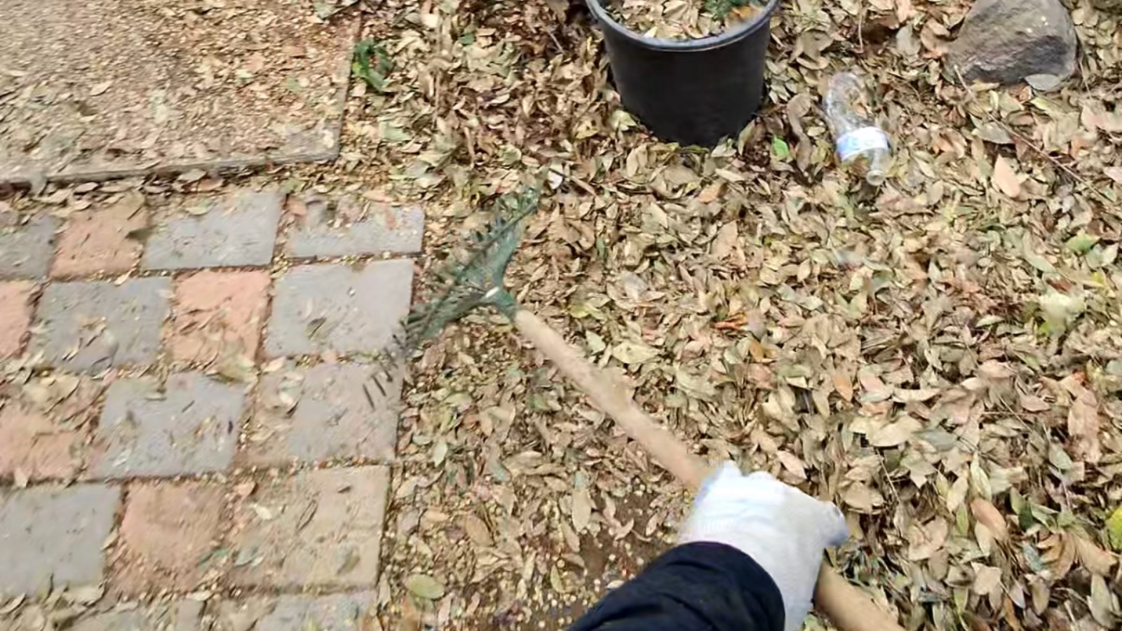 Leaf Removal In Newman, California