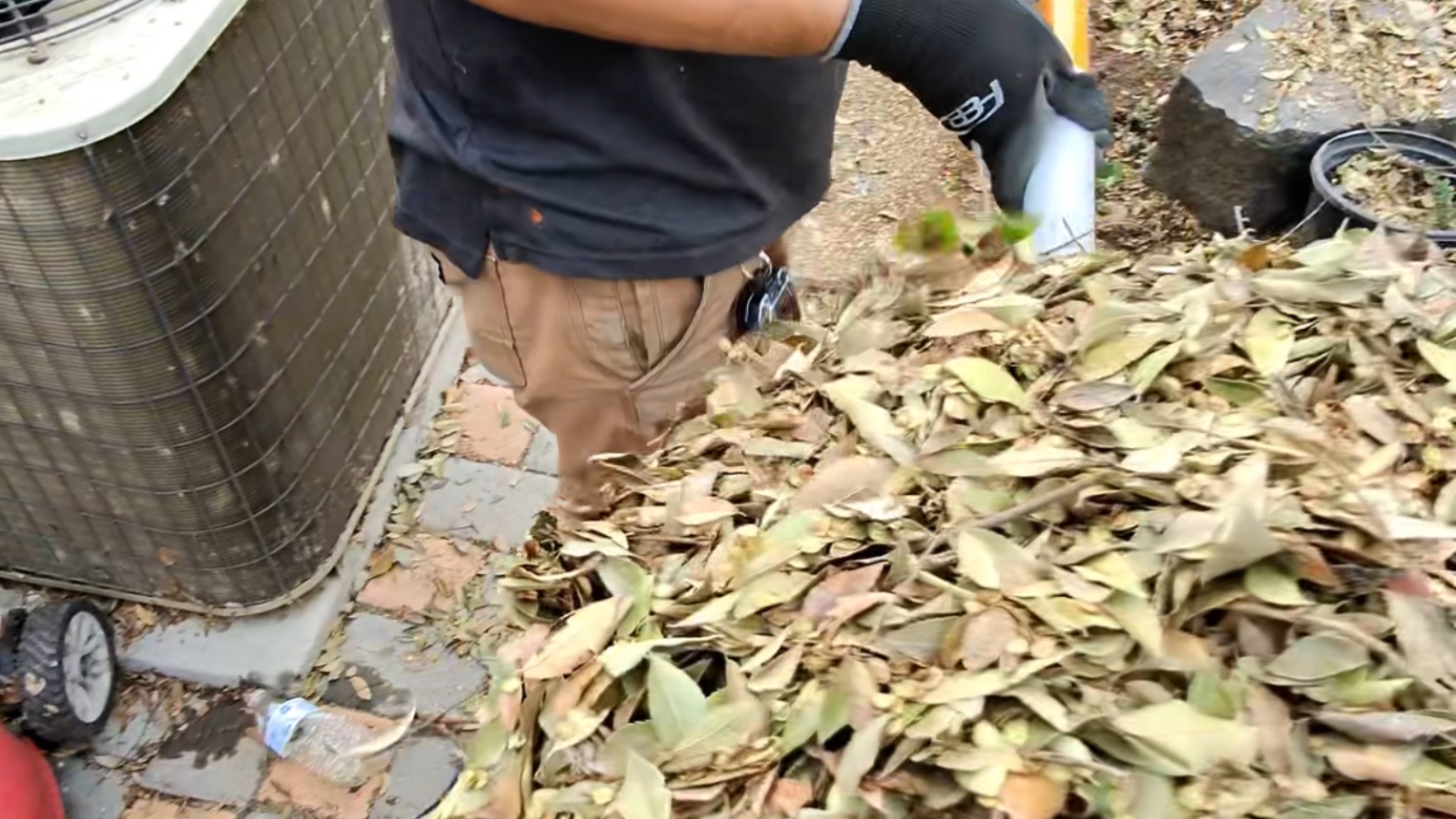 Leaf Removal In Newman, California