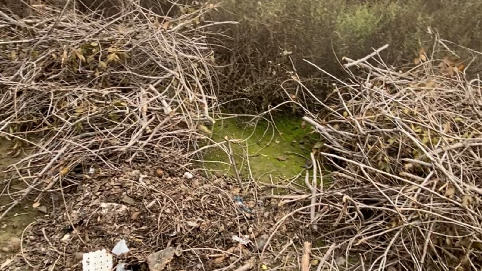 Yard Waste Removal In Newman, California
